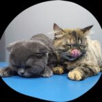 How Grooming Impacts Your Cat's Personality